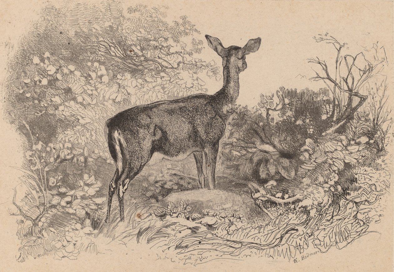 Egy őzike. alkotó: Karl Bodmer