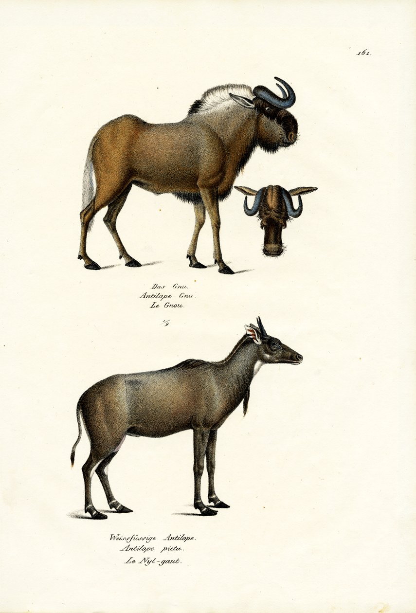 Hartebeest, 1824 alkotó: Karl Joseph Brodtmann