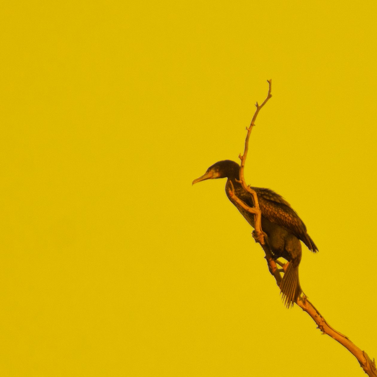 Hanging On (balra néz) alkotó: Katha Wood