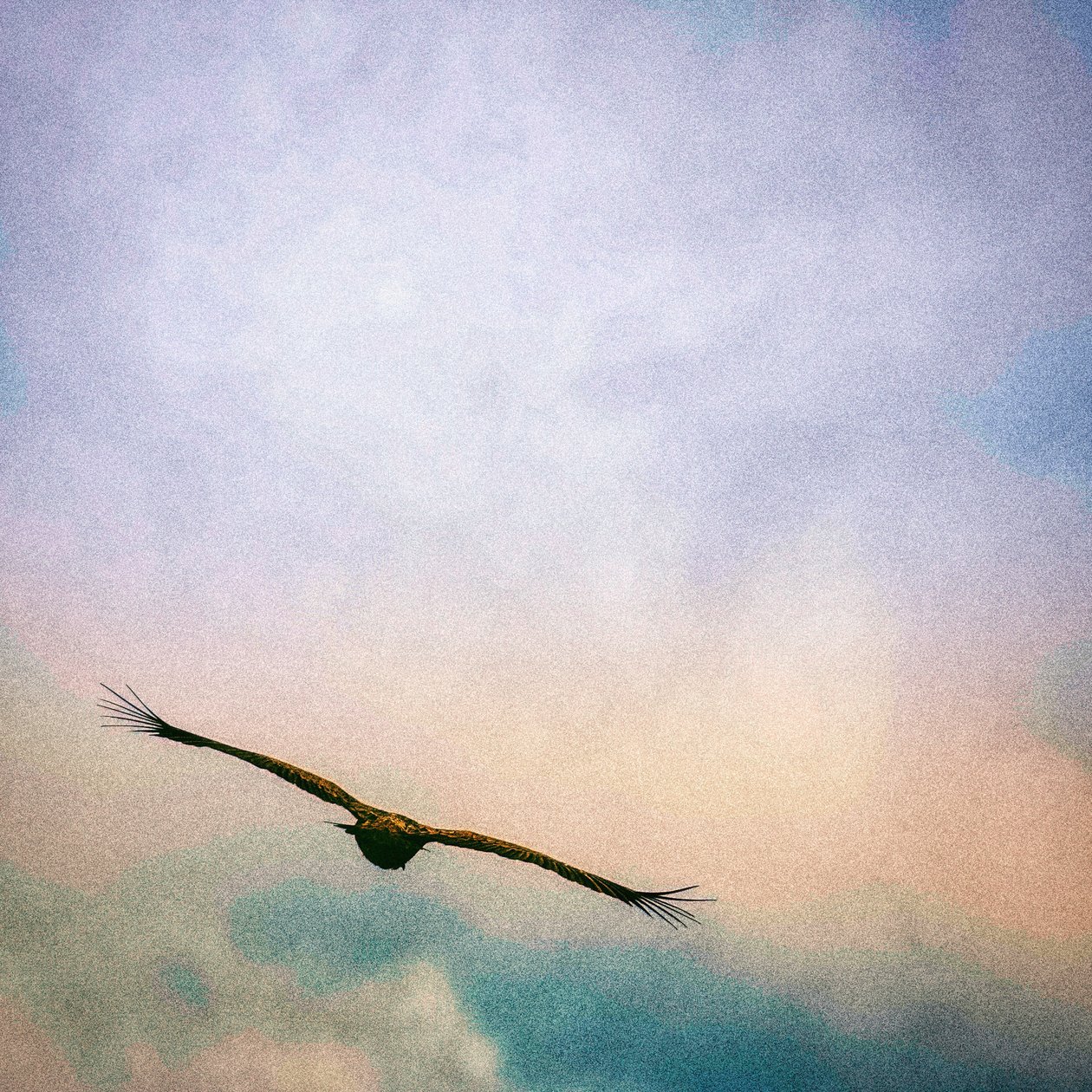 On The Wing, 2021 alkotó: Katha Wood
