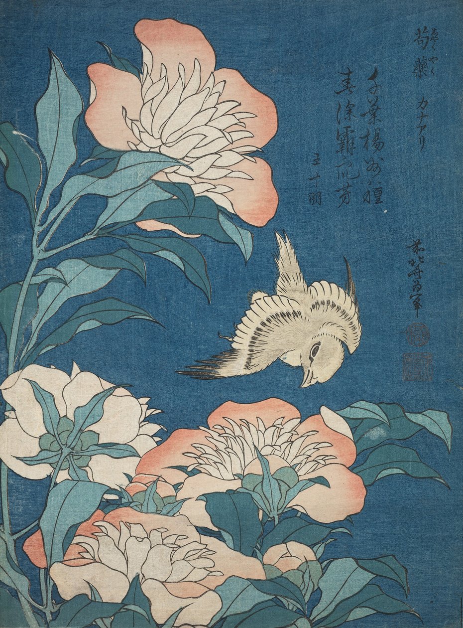 Pünkösdi rózsa és kanári (Shakuyaku, kanaari), a címsor nélküli sorozatból, amelyet kis virágoknak neveznek alkotó: Katsushika Hokusai