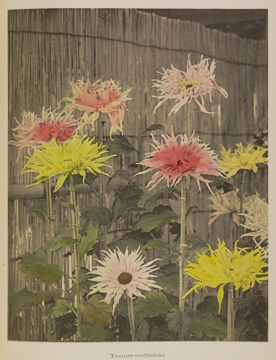 Tsuzure-no-Nishiki alkotó: Kazumasa Ogawa