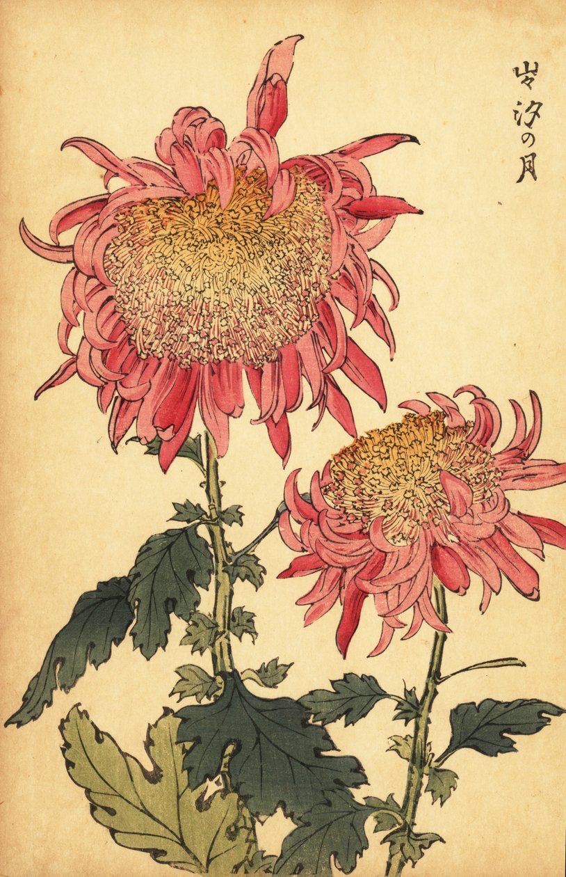 Hibrid lazac-rózsaszín krizantém.,1893 (metszet) alkotó: Keika Hasegawa