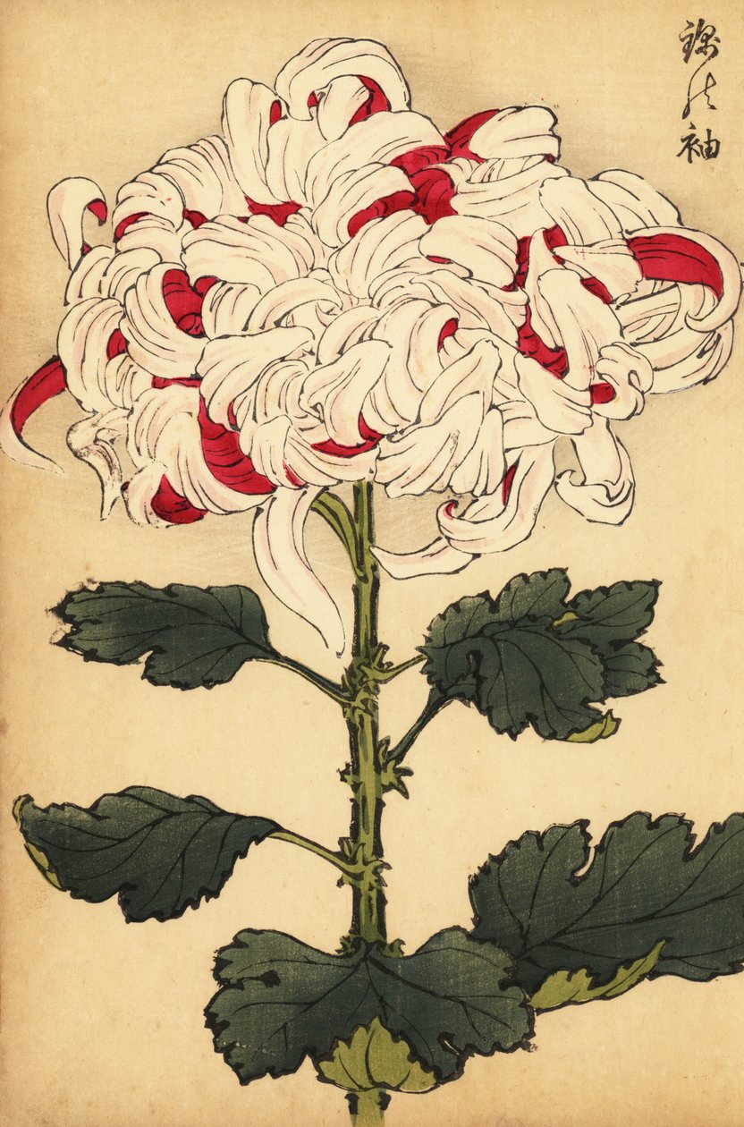 Hibrid fehér és skarlát krizantém.,1893 (metszet) alkotó: Keika Hasegawa