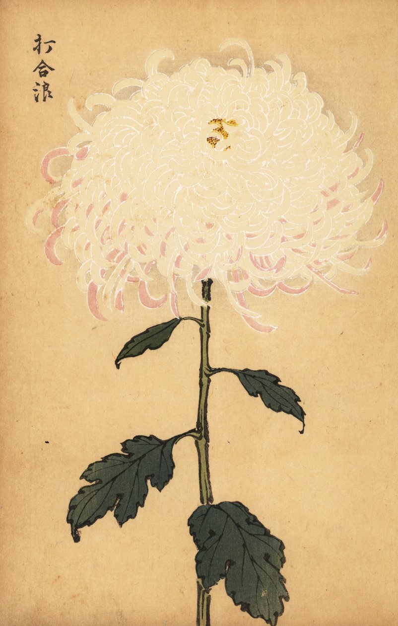 Hibrid fehér krizantém.,1893 (metszet) alkotó: Keika Hasegawa