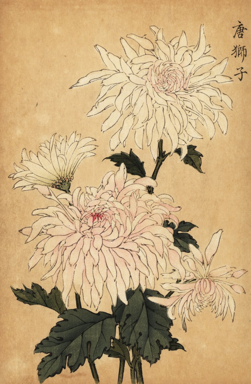 Hibrid fehér krizantém, Chrysanthemum indicum. ,1893 (metszet) alkotó: Keika Hasegawa