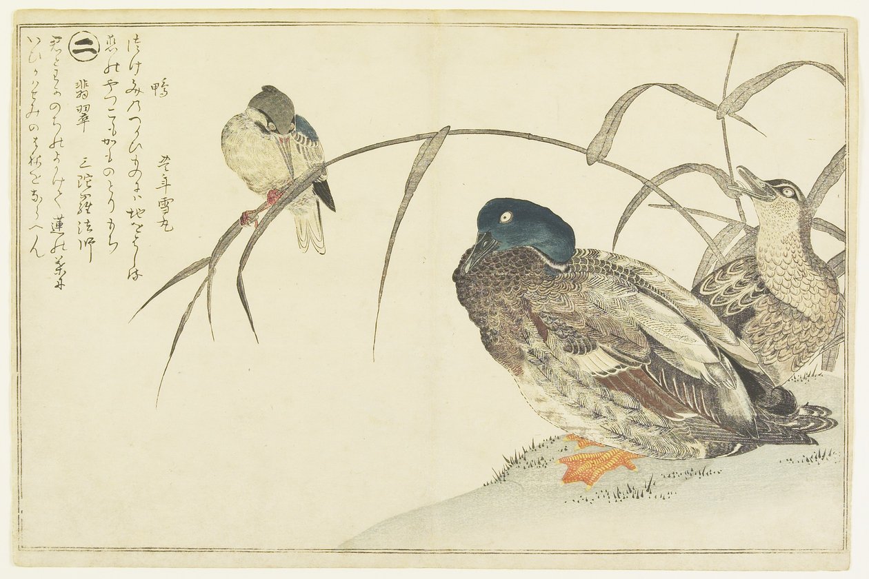 Tőkés récék és jégmadár, 1790 alkotó: Kitagawa Utamaro