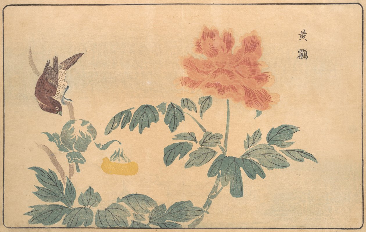 Kínai oriole és bazsarózsa, 1789. alkotó: Kitao Masayoshi