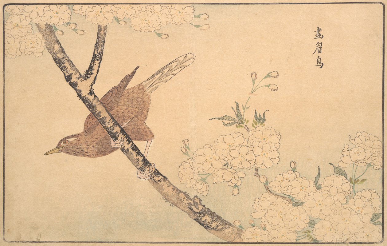 A szürke rigó, 1789. alkotó: Kitao Masayoshi