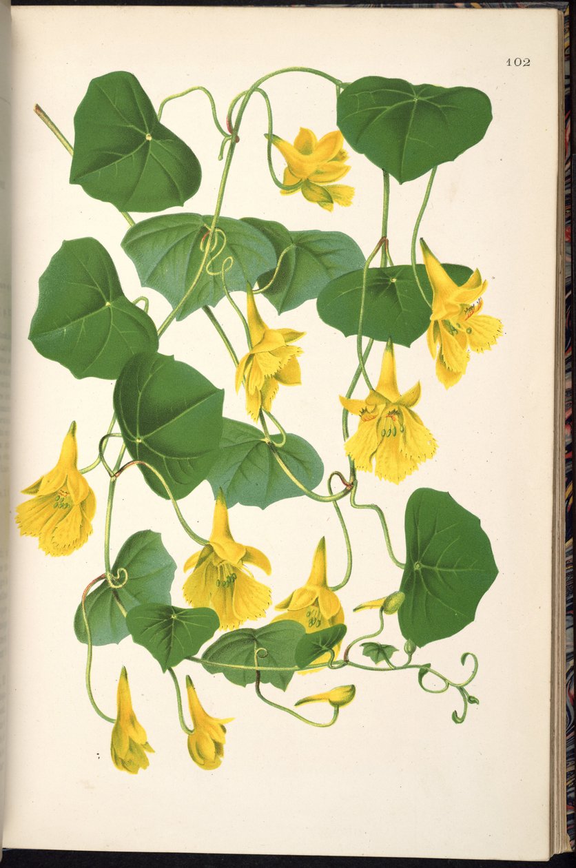 Tropaeolum inga alkotó: Klotzsch