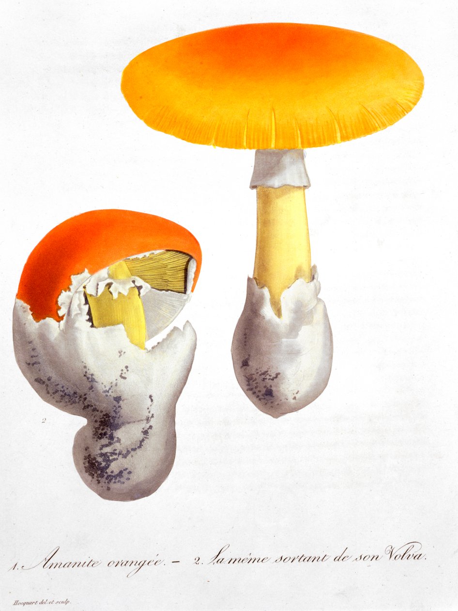 Amanita Caesarea Caesar gomba, 1821 alkotó: LFJ Hoquart