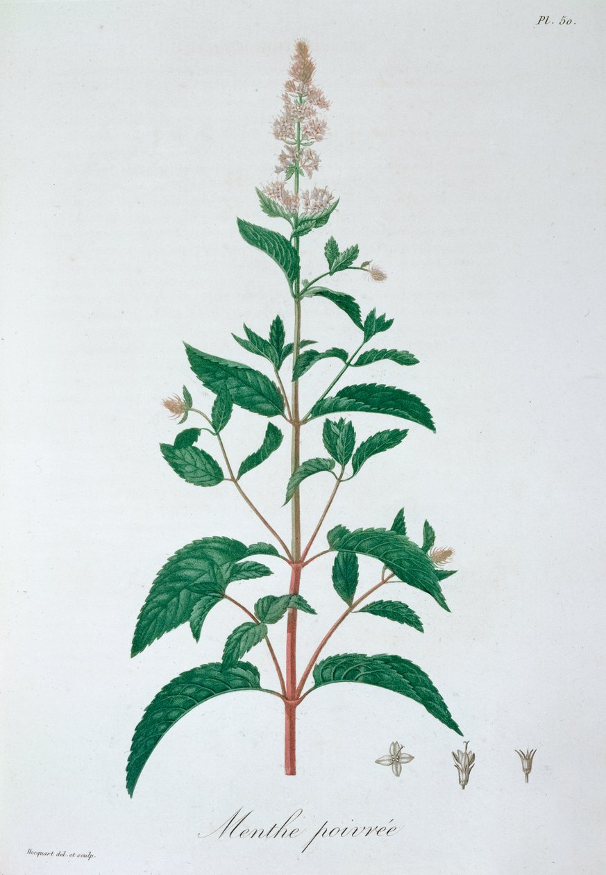 Mentha Piperita borsmenta, 1821 alkotó: LFJ Hoquart