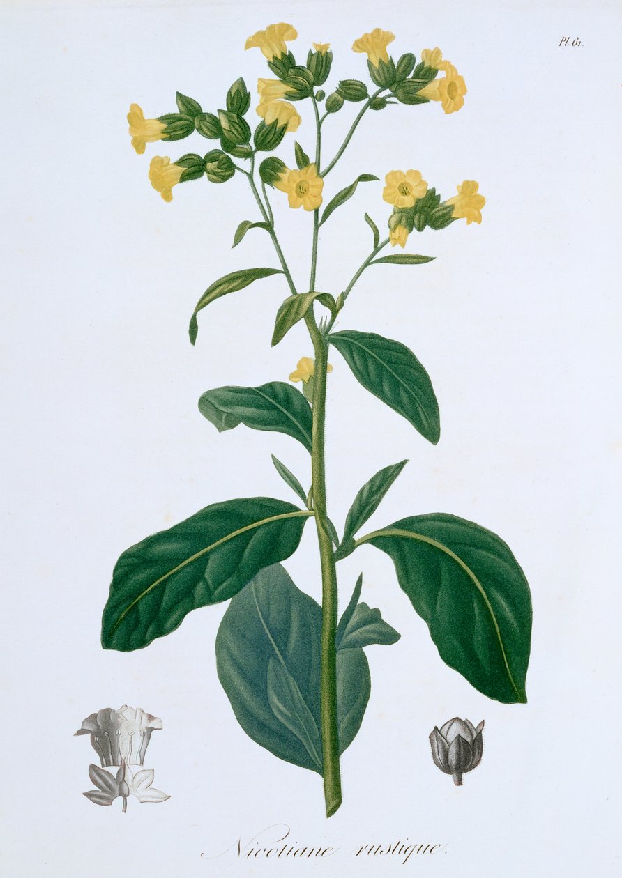Nicotiana Tobacco, 1821 alkotó: LFJ Hoquart