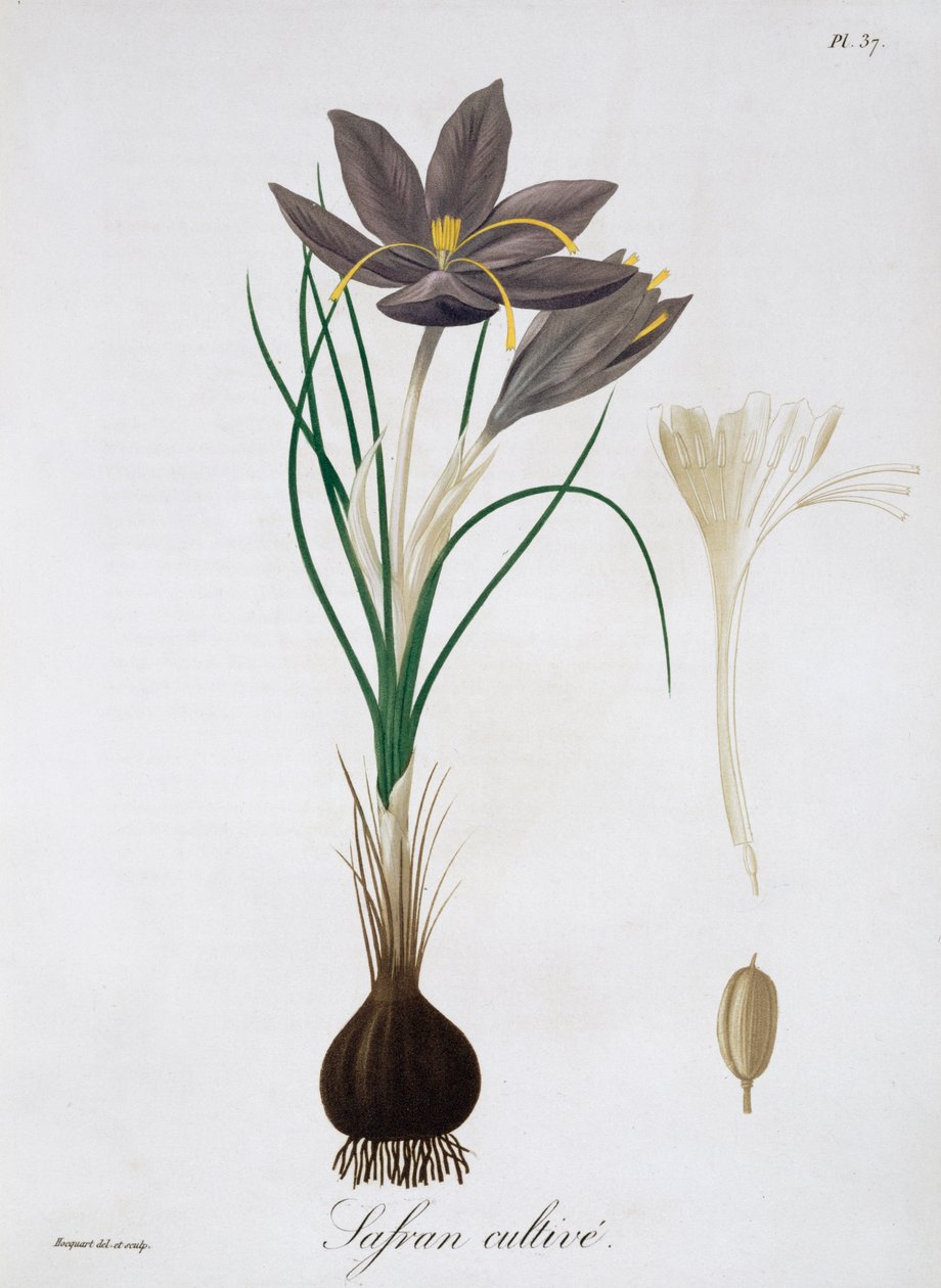 Sáfrányos sáfrány, 1821. alkotó: LFJ Hoquart