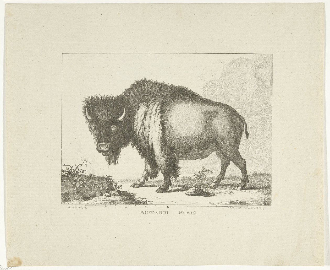 Bölény alkotó: Leendert Brasser