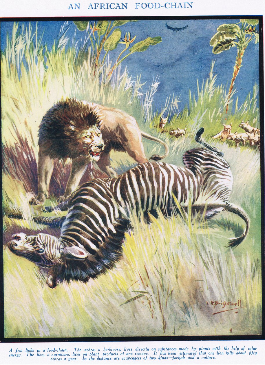 Egy afrikai élelmiszerlánc, illusztráció az "élet tudományából" alkotó: Leonard Robert Brightwell