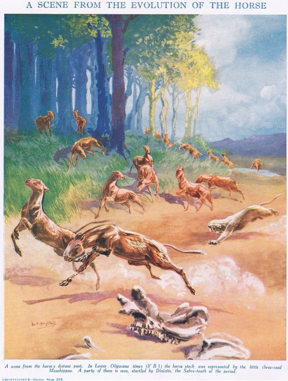 Mesohippus, illusztráció az élet tudományából alkotó: Leonard Robert Brightwell