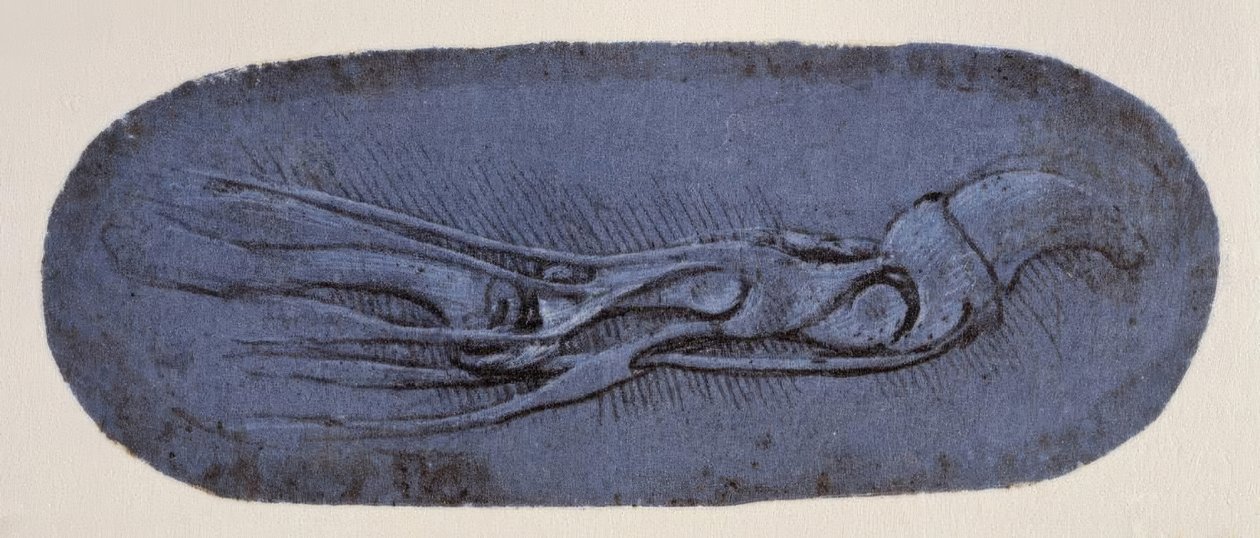 Anatomiestudie alkotó: Leonardo da Vinci
