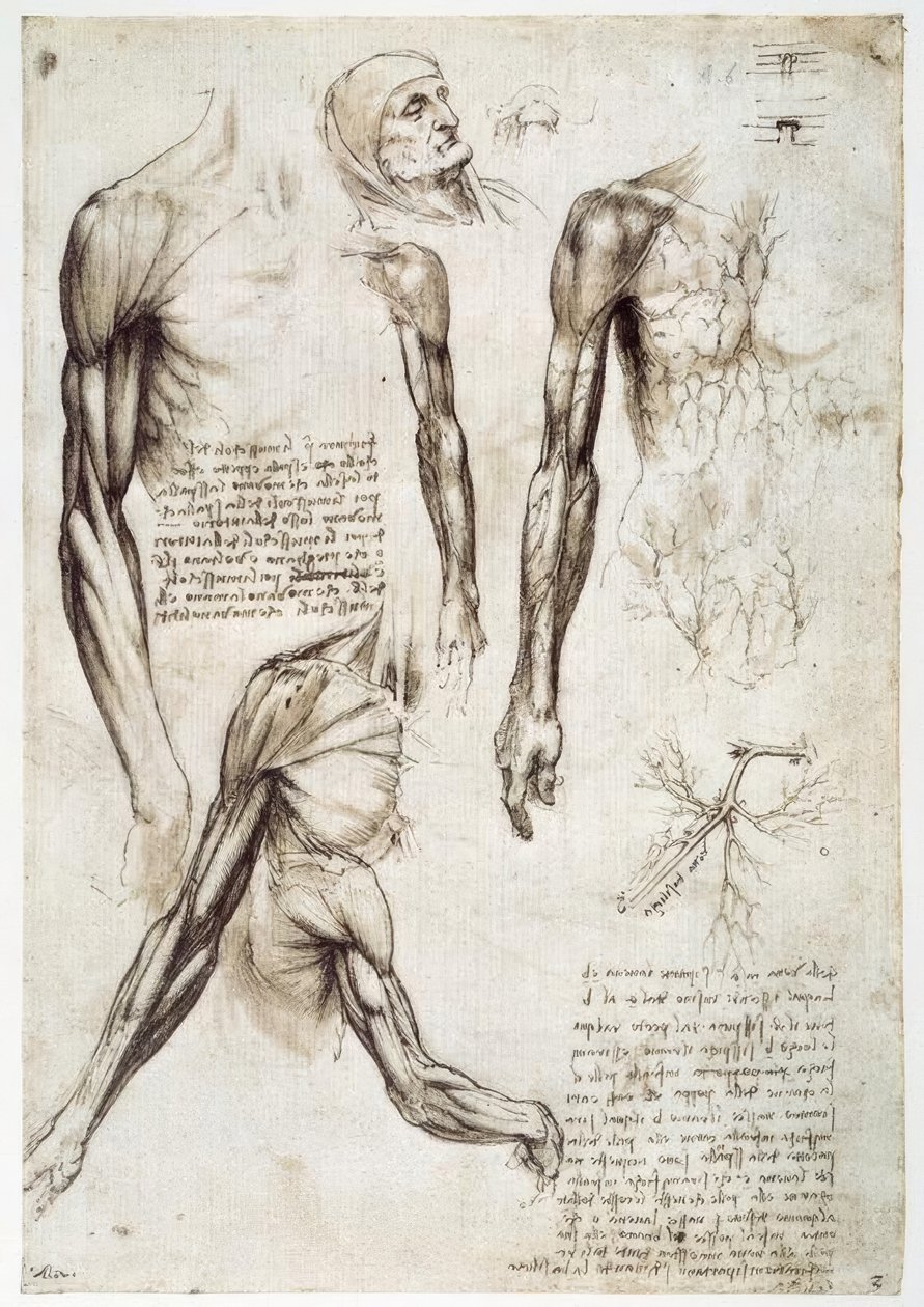 Anatomiestudien alkotó: Leonardo da Vinci