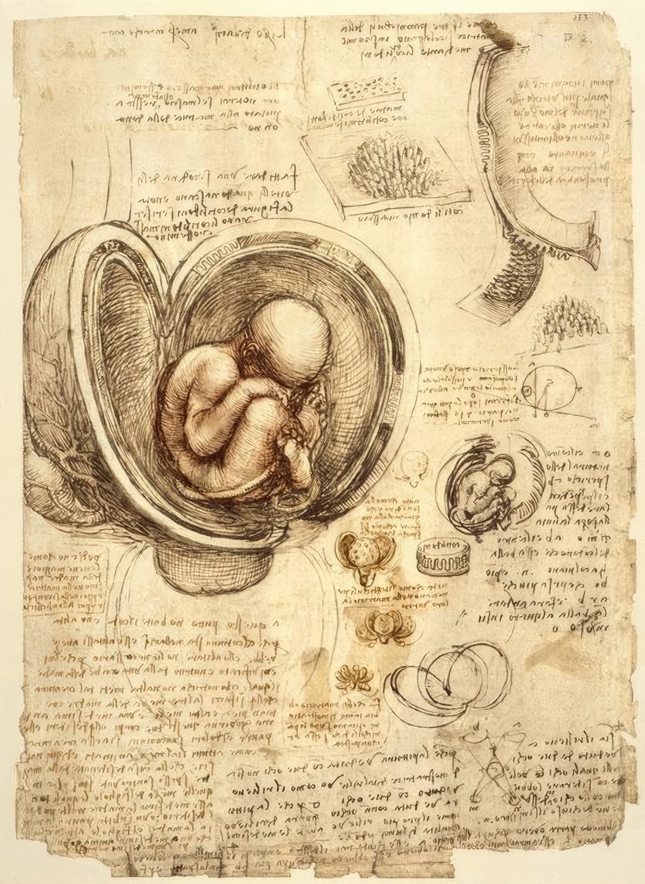 Magzat a méhben alkotó: Leonardo da Vinci