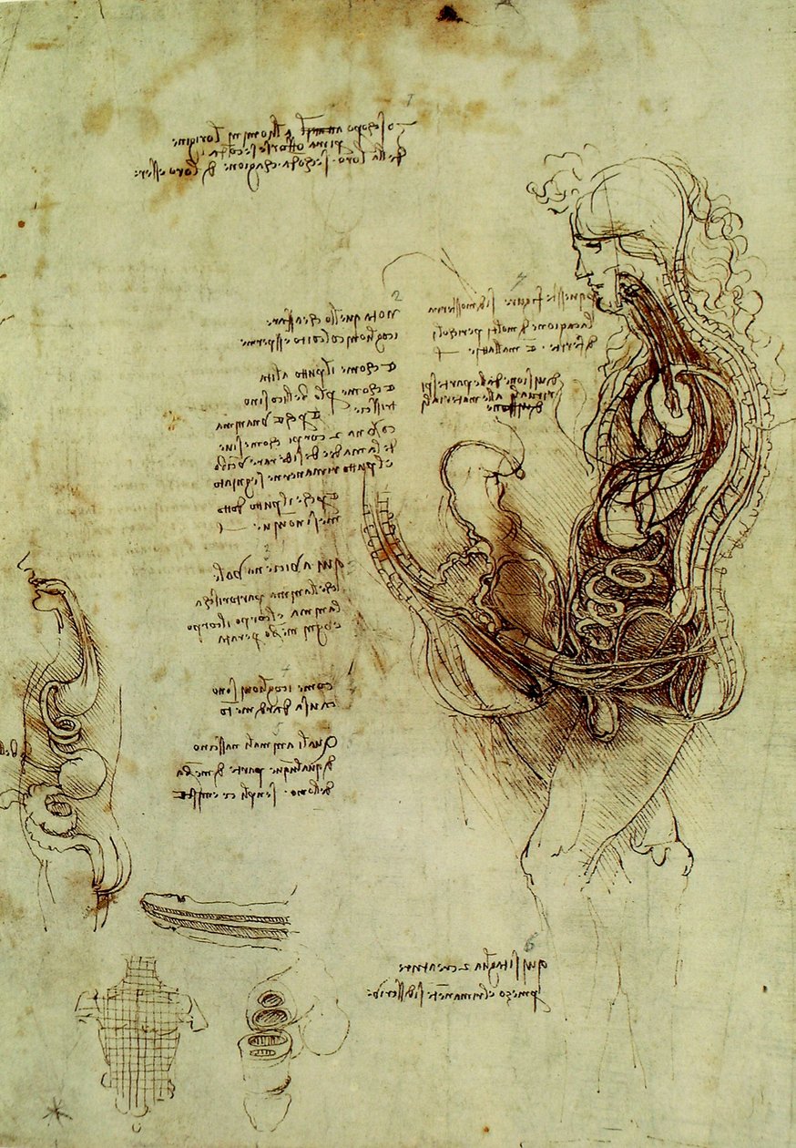 Férfi nemi szervek alkotó: Leonardo da Vinci