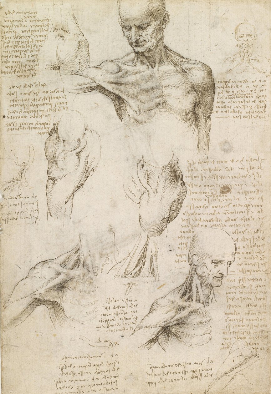 A váll és a nyak felületes anatómiája (recto) alkotó: Leonardo da Vinci