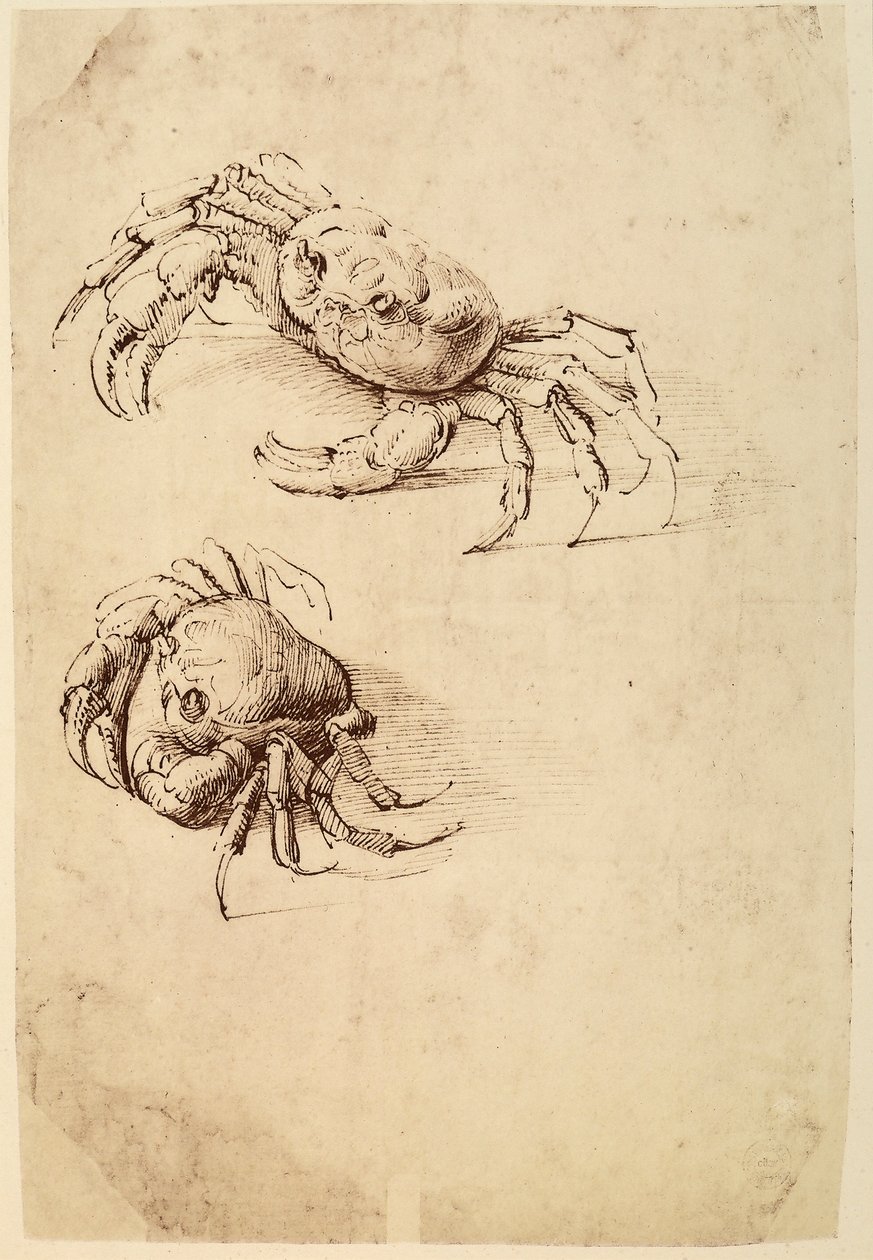 Két rák; Leonardo da Vinci fehér papírra készült tollrajza, amelyet a kölni Wallraf-Richartz Múzeum őriz. alkotó: Leonardo da Vinci