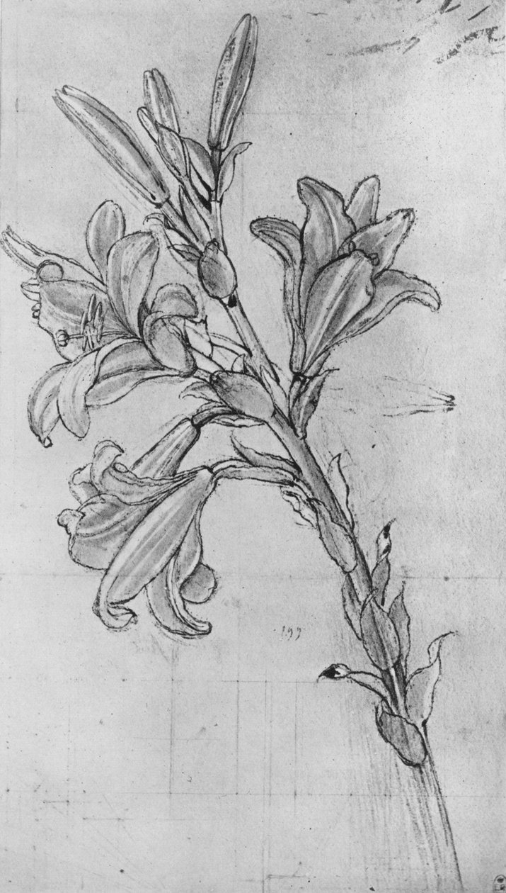 Liliom, c1480, 1945 alkotó: Leonardo da Vinci