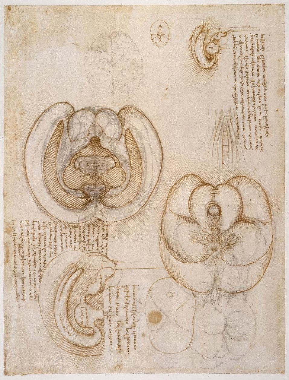 Anatomiestudien alkotó: Leonardo da Vinci