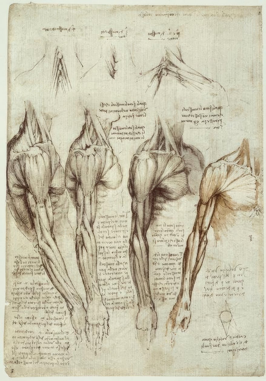 Anatomiestudien alkotó: Leonardo da Vinci
