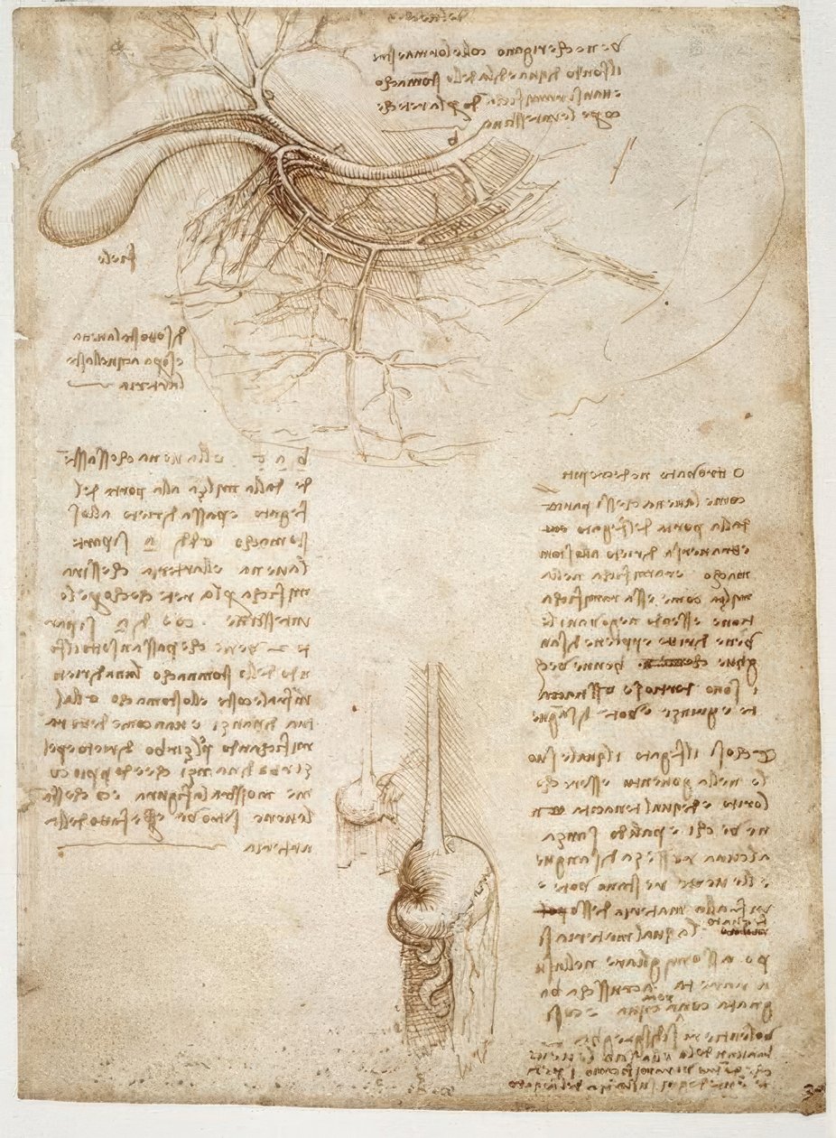 Anatomiestudien alkotó: Leonardo da Vinci