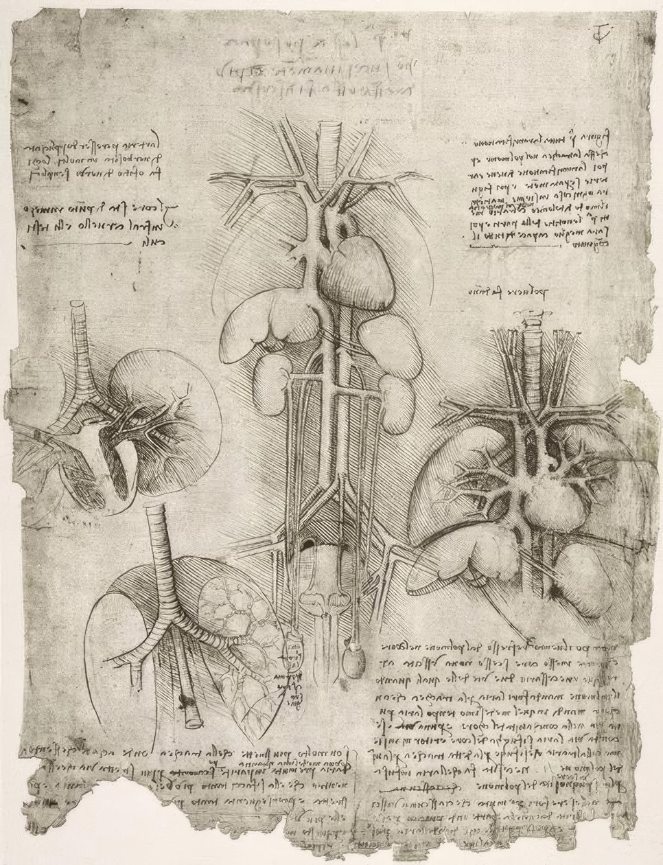 Anatomiestudien alkotó: Leonardo da Vinci