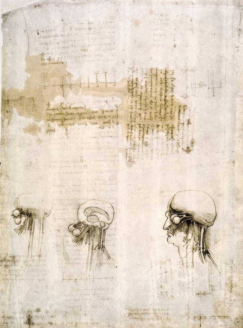 Anatomiestudien alkotó: Leonardo da Vinci