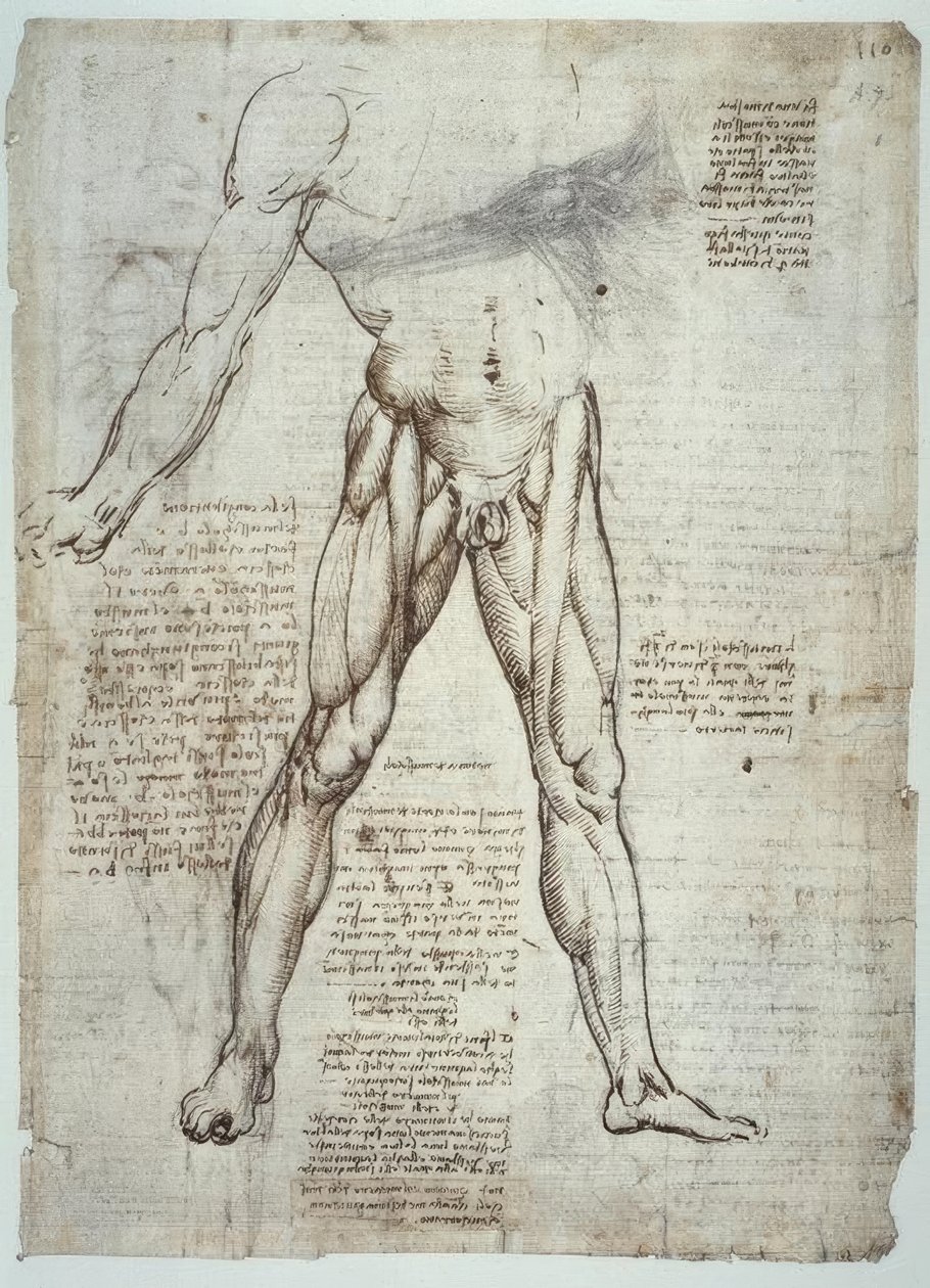 Anatomiestudien alkotó: Leonardo da Vinci