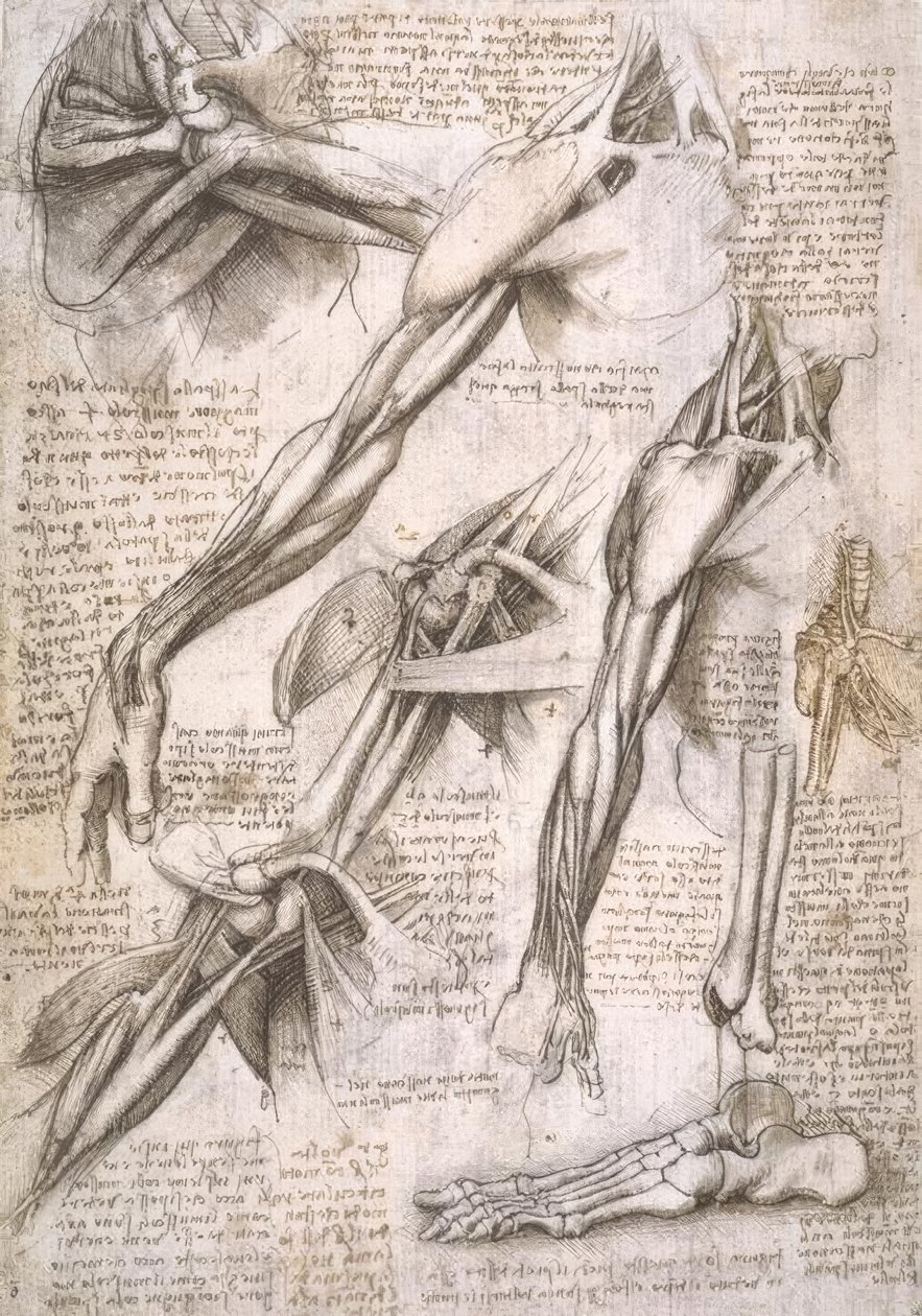 Anatomiestudien alkotó: Leonardo da Vinci