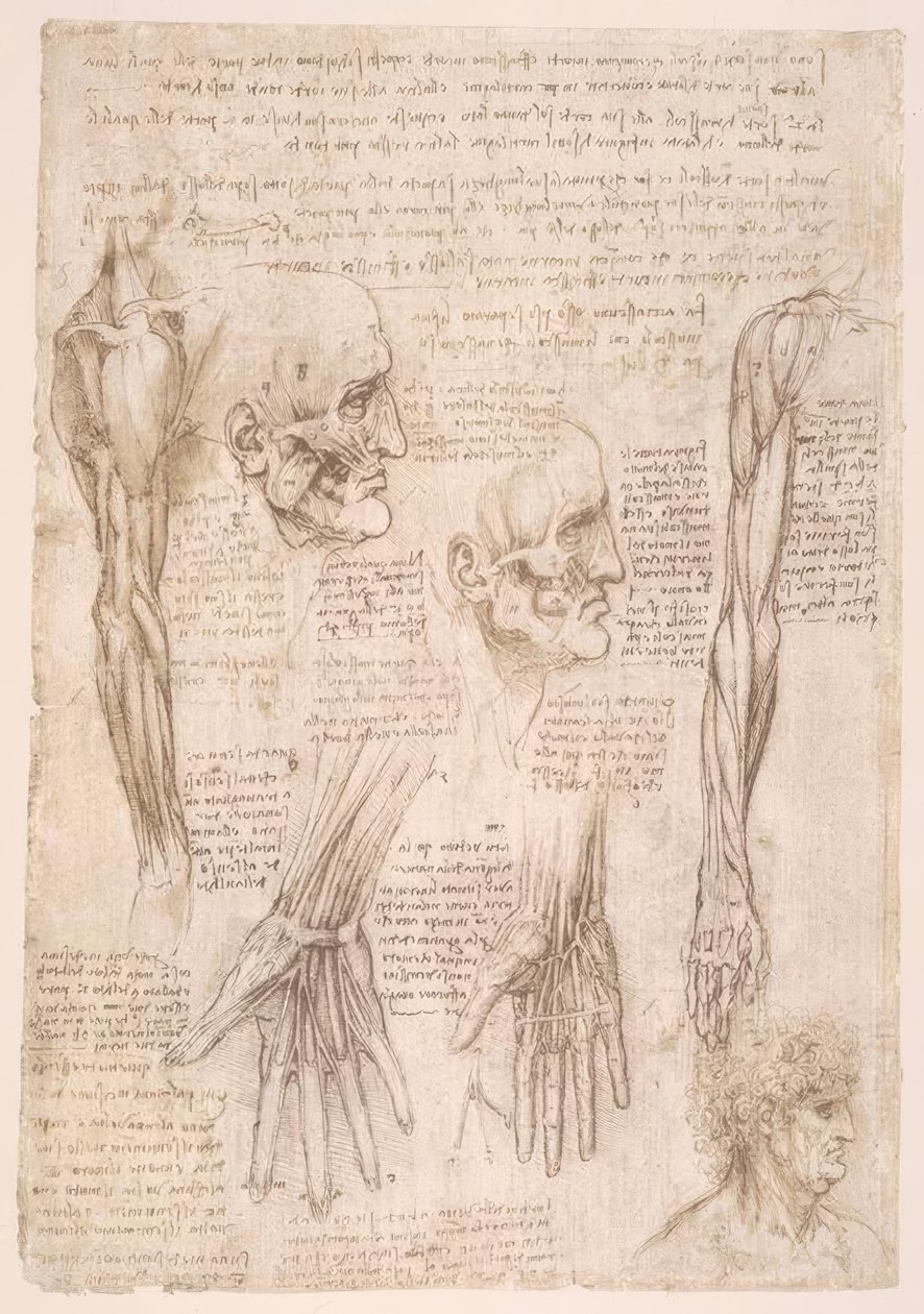 Anatomiestudien alkotó: Leonardo da Vinci