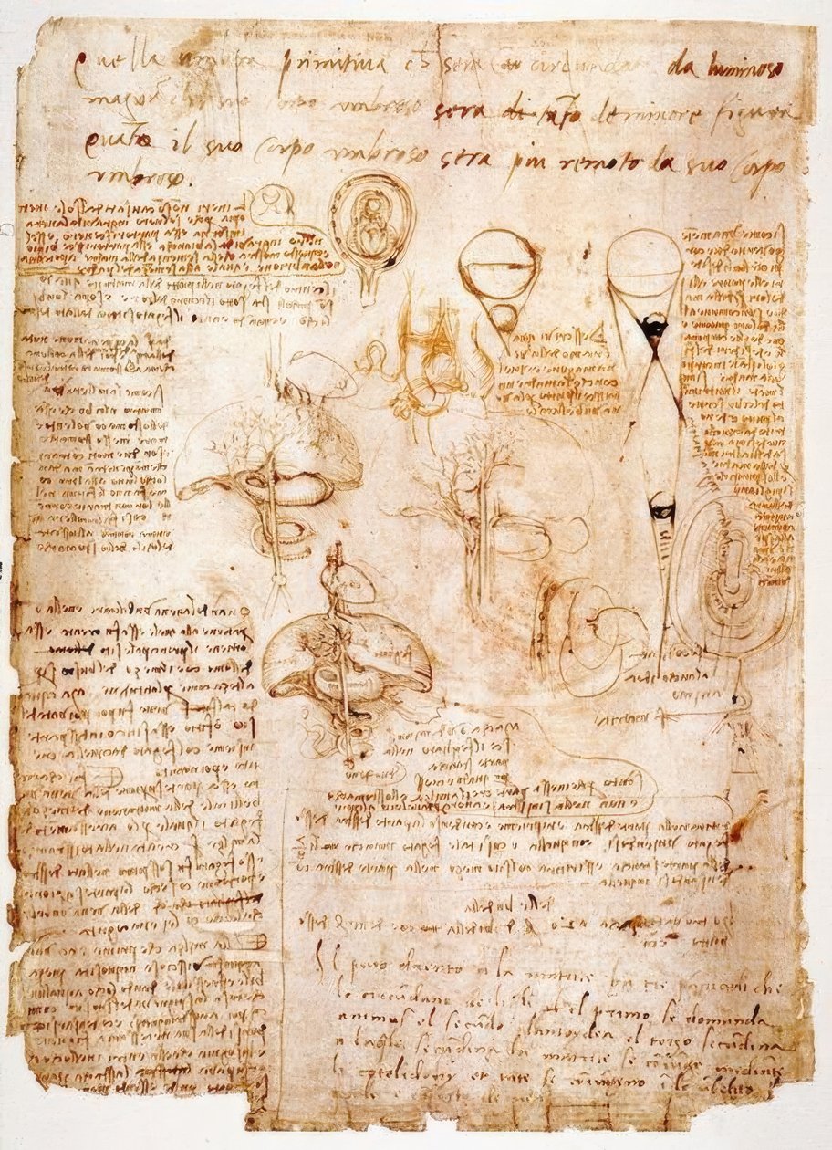 Anatómiai vizsgálatok: hasi szervek ... alkotó: Leonardo da Vinci