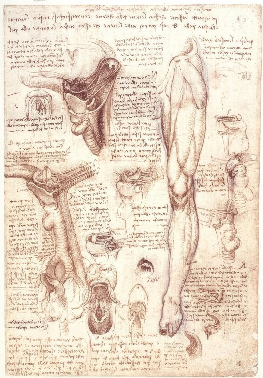 Anatómiai vizsgálatok: nyelv, torok, gége és nyelőcső alkotó: Leonardo da Vinci