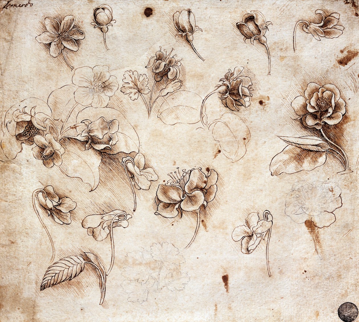 Botanikai táblázat, 237-es rajz (rajz) alkotó: Leonardo da Vinci