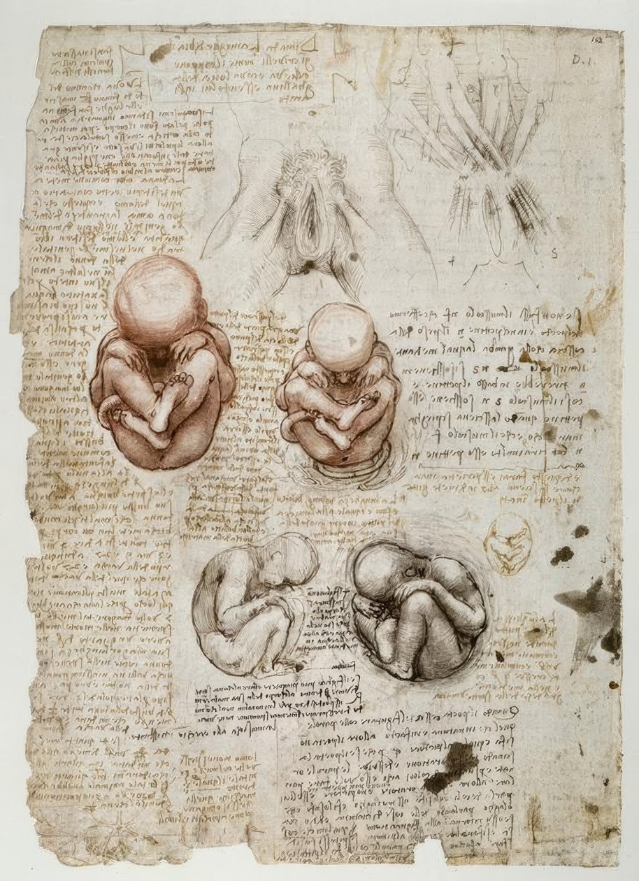 Magzat a méhben alkotó: Leonardo da Vinci