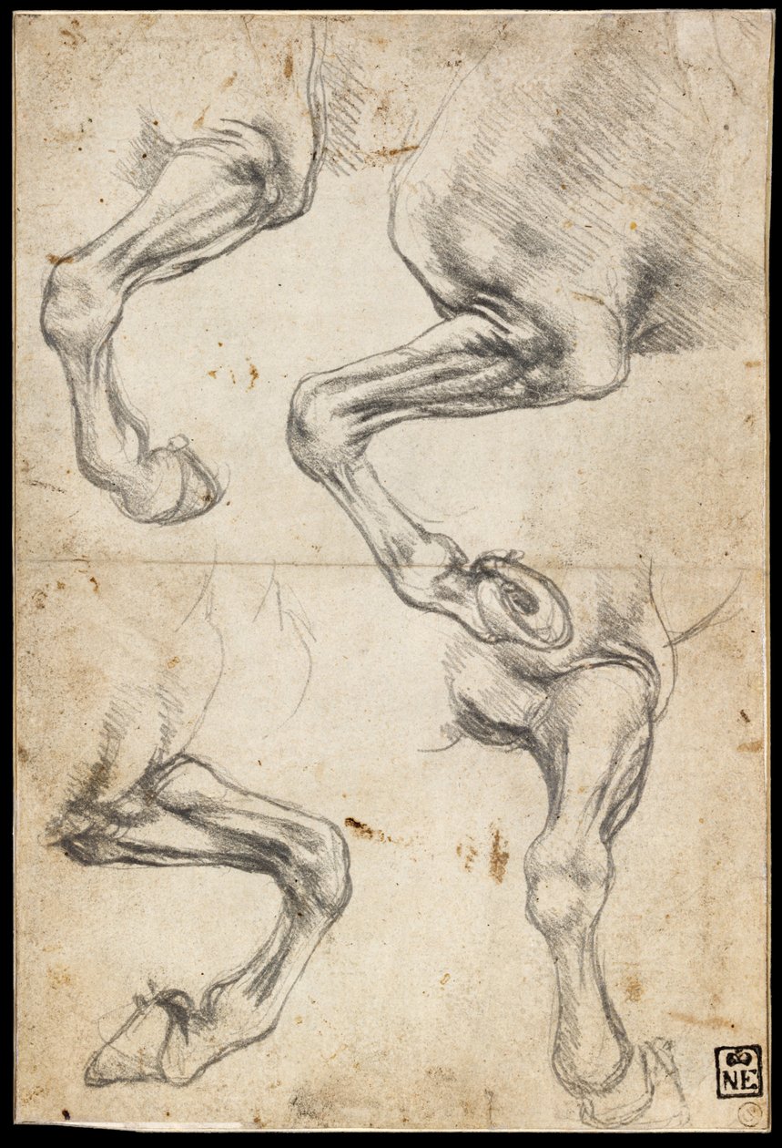 Tanulmányok a lovak lábáról alkotó: Leonardo da Vinci
