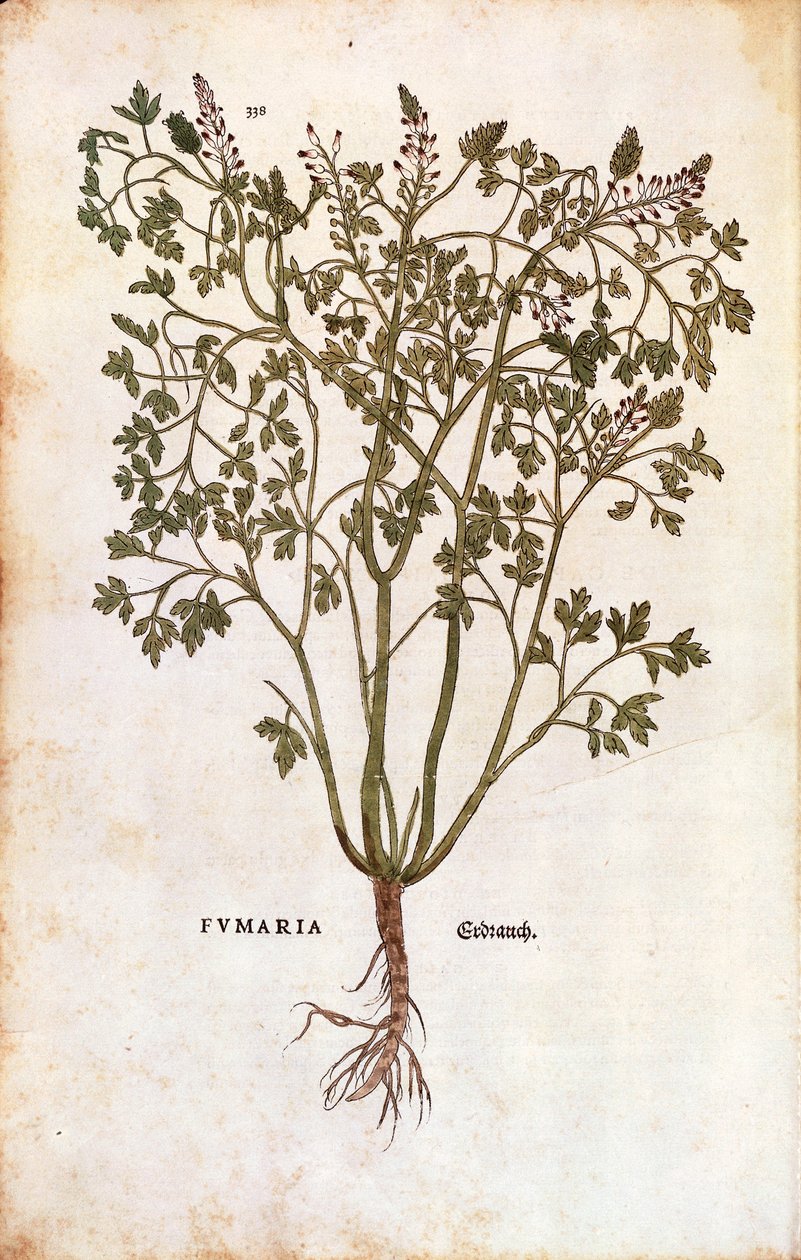 Közönséges fumitórium (Fumaria officinalis) alkotó: Leonhard Fuchs