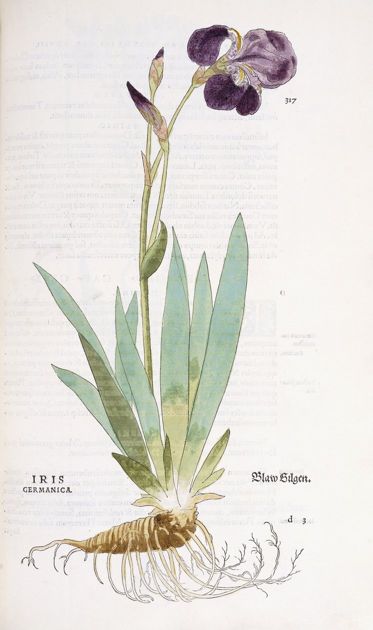 Iris Germanica, 1542 alkotó: Leonhard Fuchs