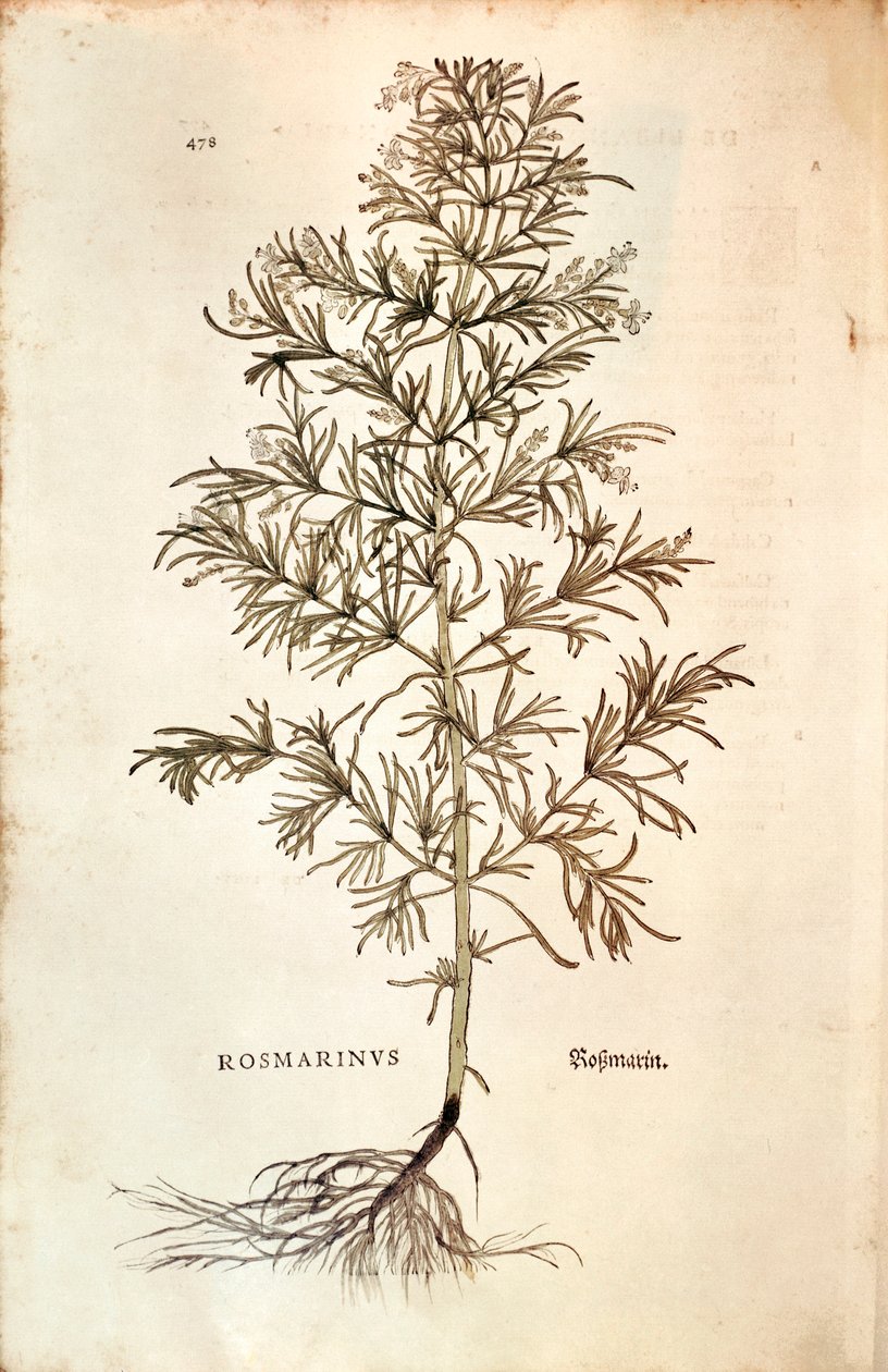 Rozmaring, Rosmarinus Officinalis (Rosmarinus). színes metszet alkotó: Leonhard Fuchs