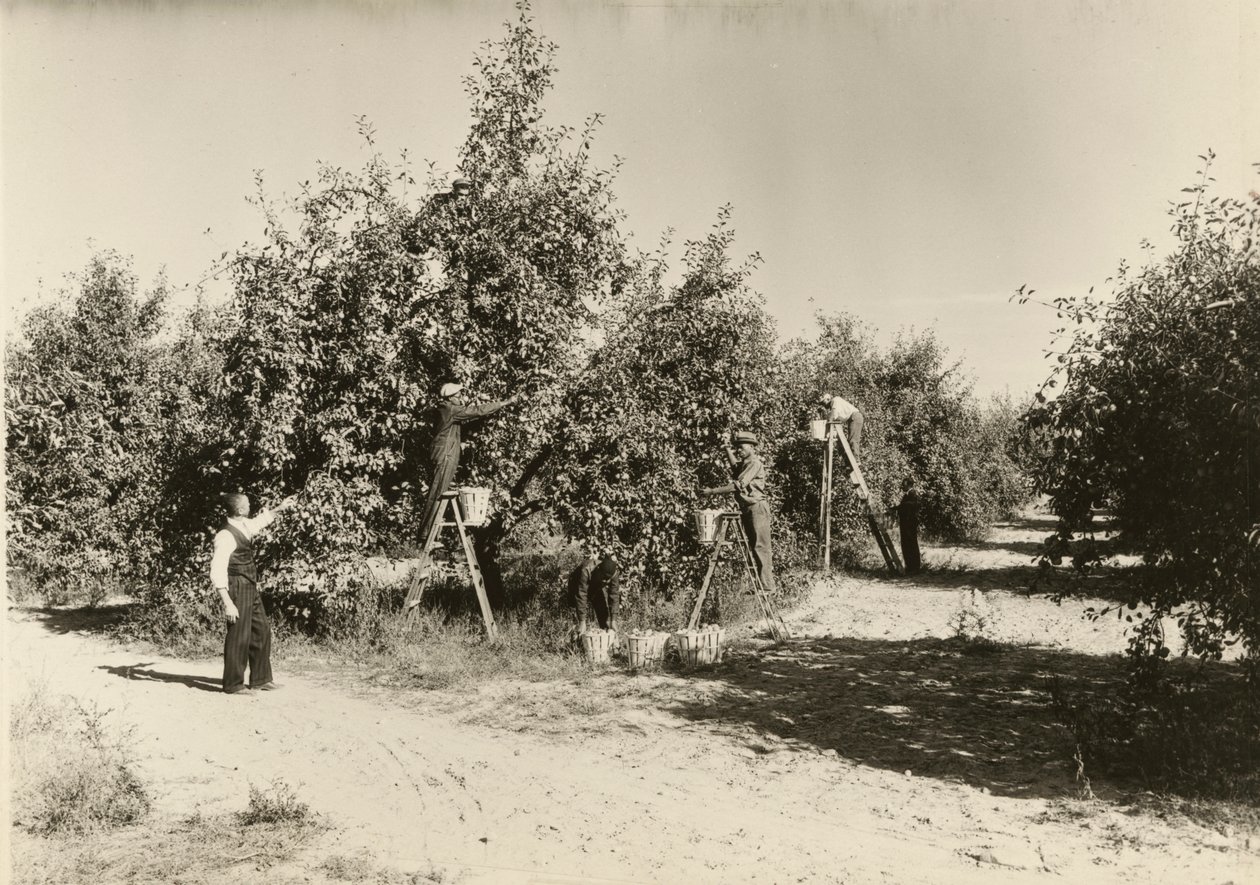 Cím nélkül, kb. 1935. alkotó: Lewis Wickes Hine