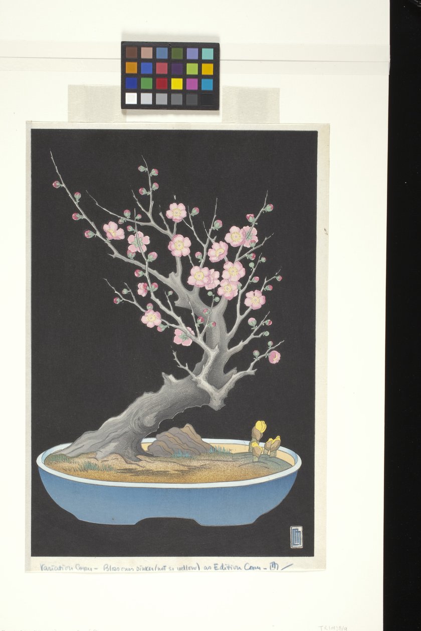 Japán törpe szilva (színes fanyomat) alkotó: Lilian May Miller