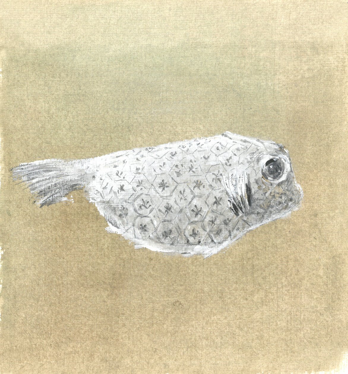 Box Fish, Sri Lanka, 2015 alkotó: Lincoln Seligman