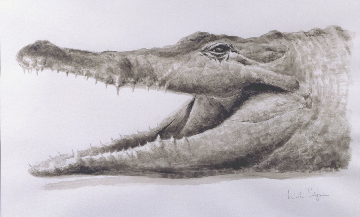 Krokodil, 2005 (akril) alkotó: Lincoln Seligman