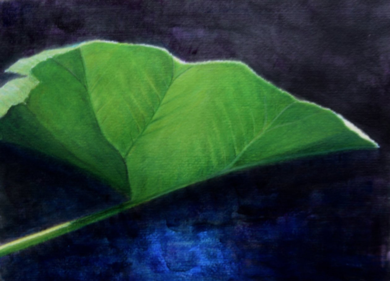 Gunnera levél alkotó: Lincoln Seligman