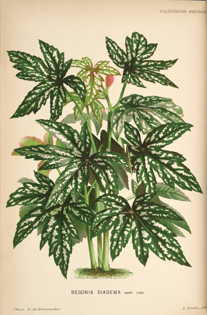 begónia diadém alkotó: Linden